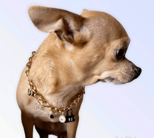 My Dainty Charm Necklace (size: X Large)